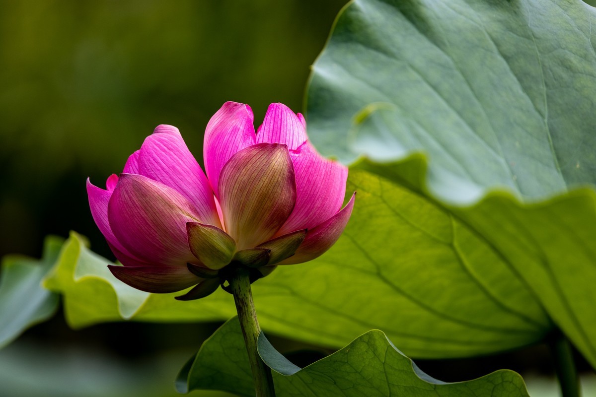 荷塘悦色（10）