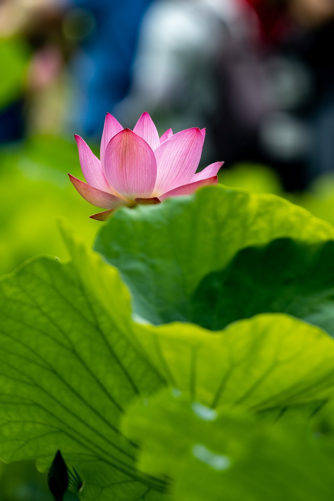 荷塘悦色（10）