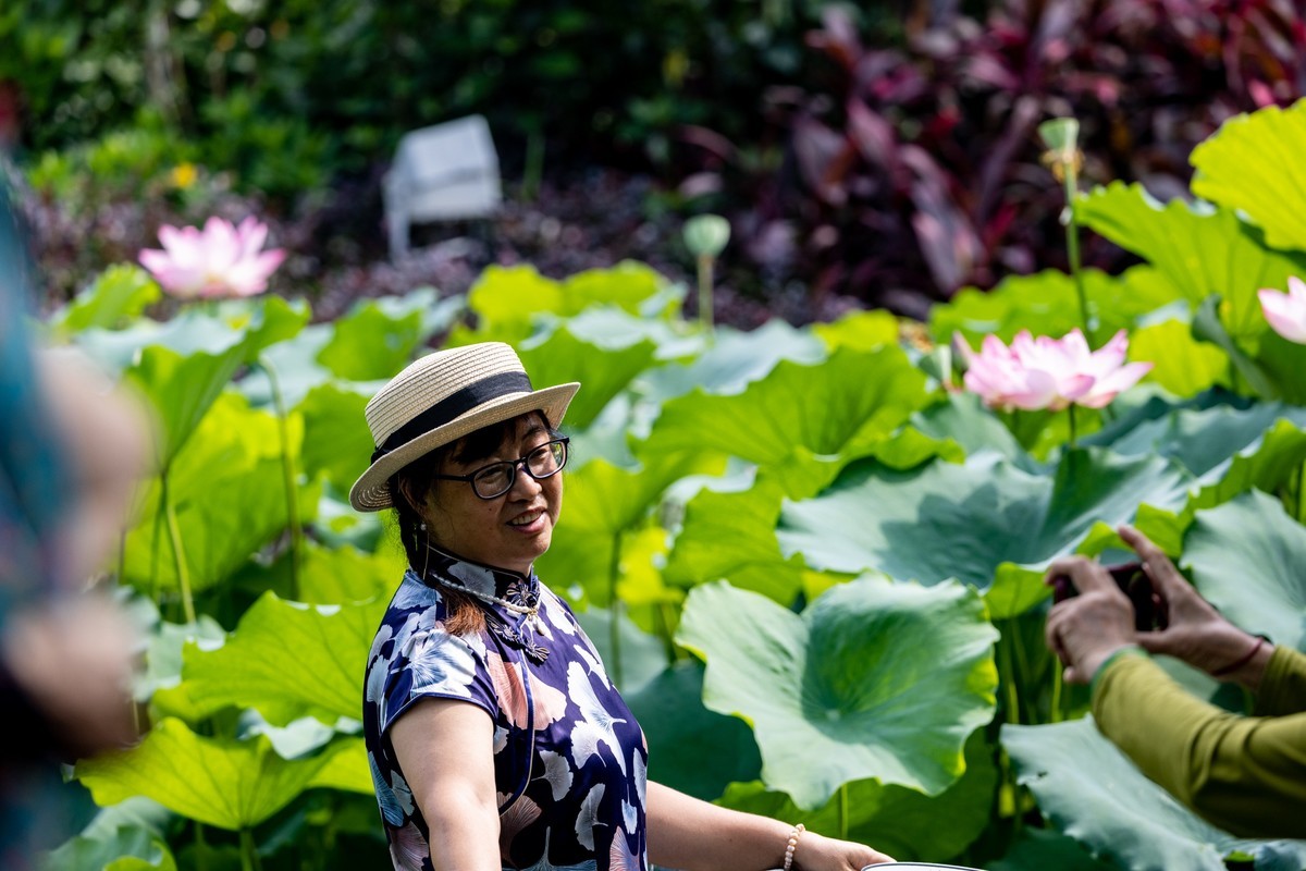 荷塘悦色（10）