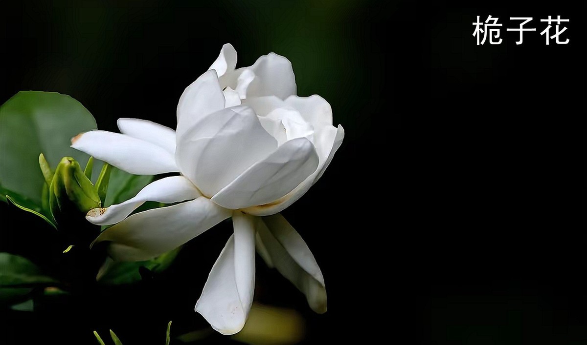 栀子花1