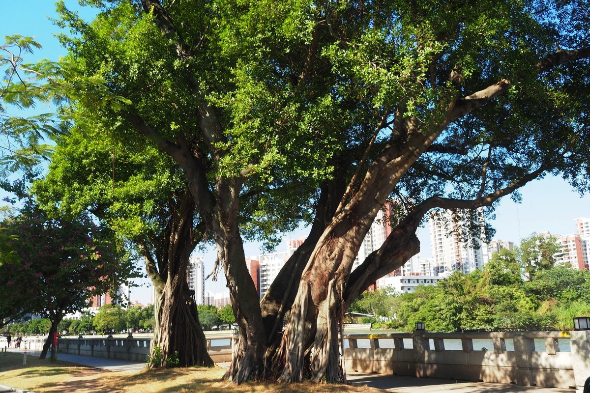 中山——岐江风光（1）