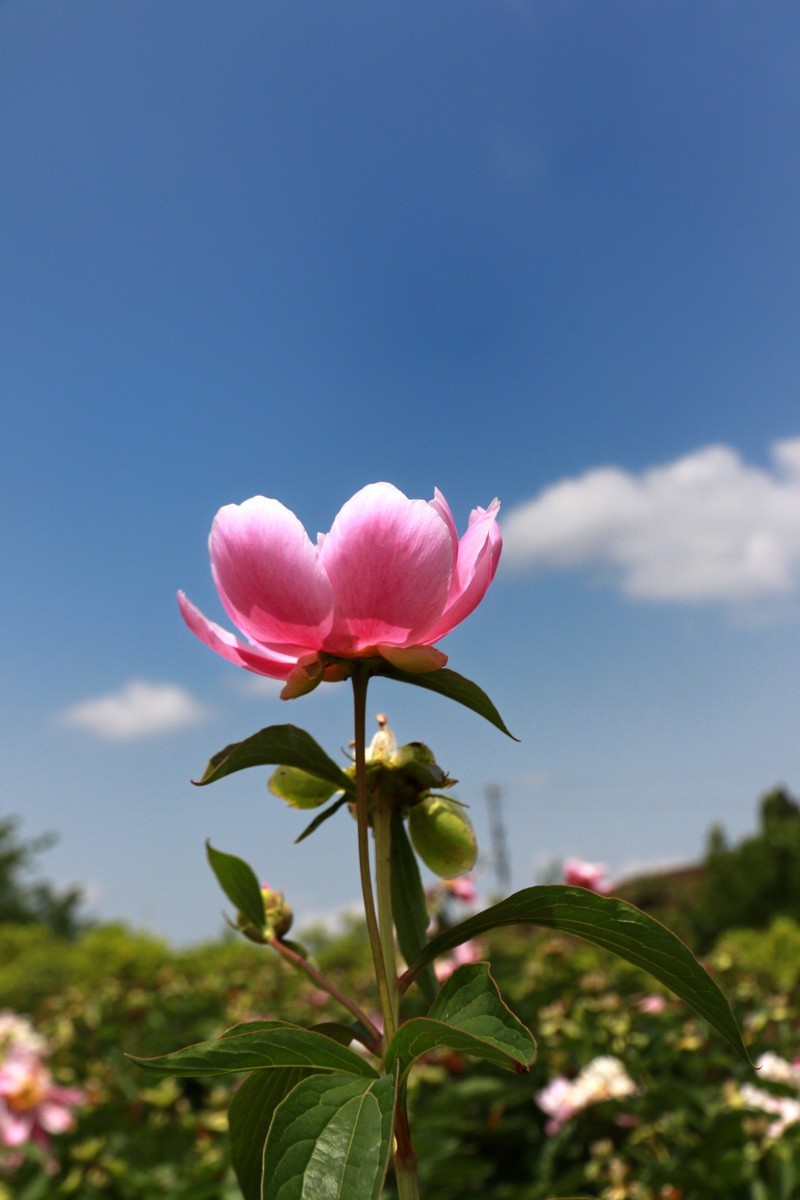 800_1200竖版 竖屏