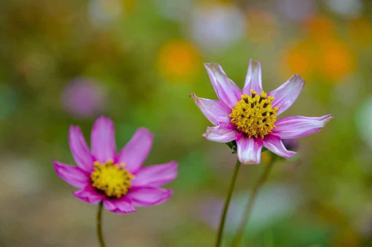 公园花卉随拍102