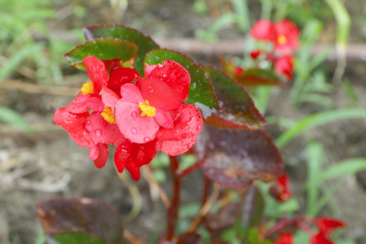 武隆赵家乡 避暑纳凉 （一）
