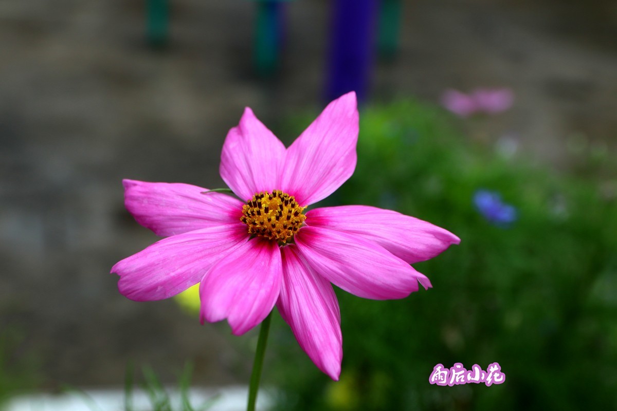 武隆赵家乡 避暑纳凉 （一）