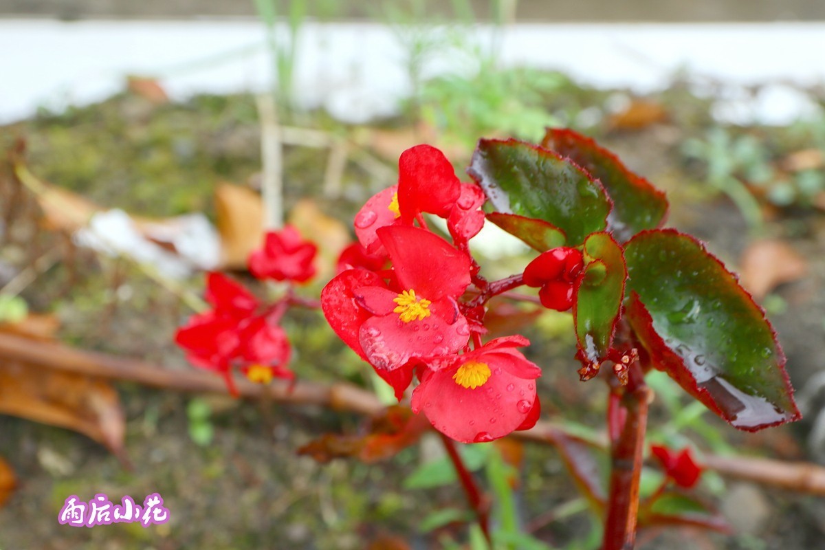 武隆赵家乡 避暑纳凉 （一）