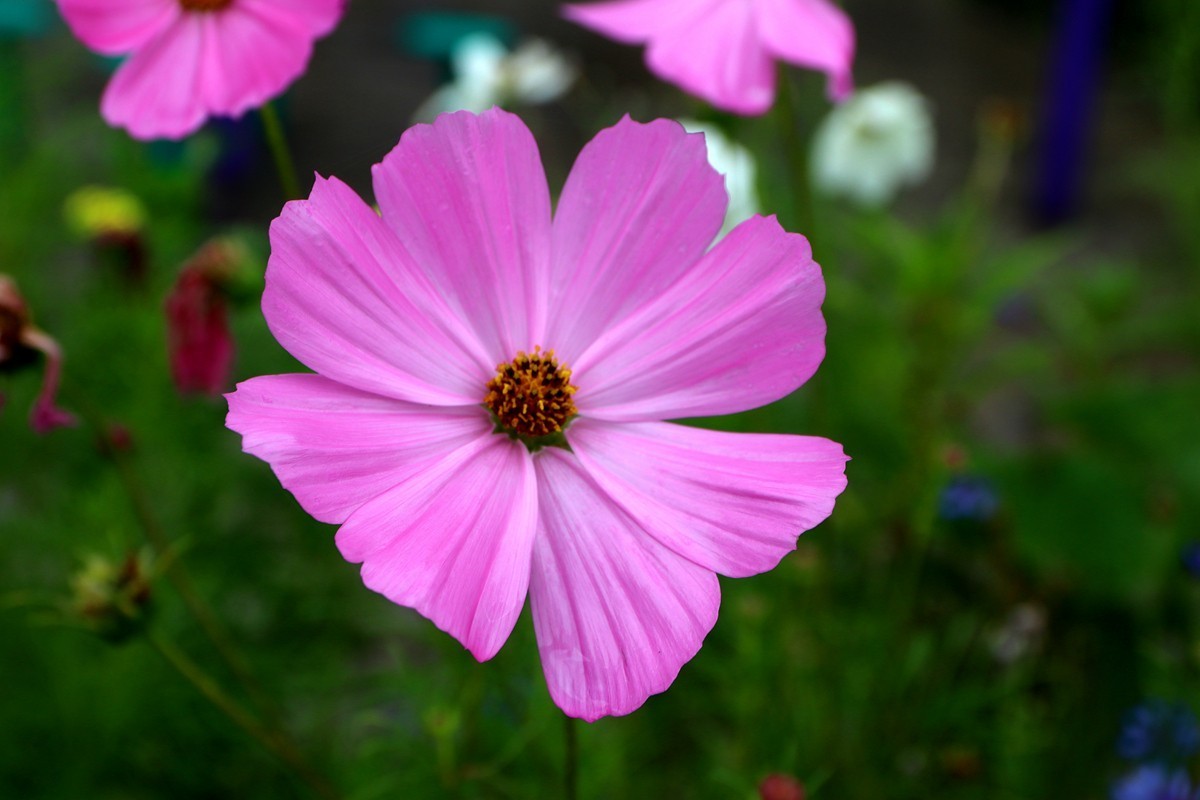 武隆赵家乡 避暑纳凉 （一）