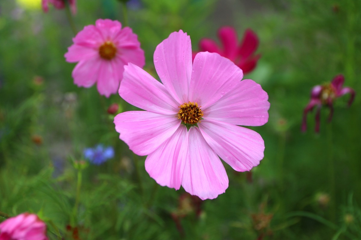 武隆赵家乡 避暑纳凉 （一）
