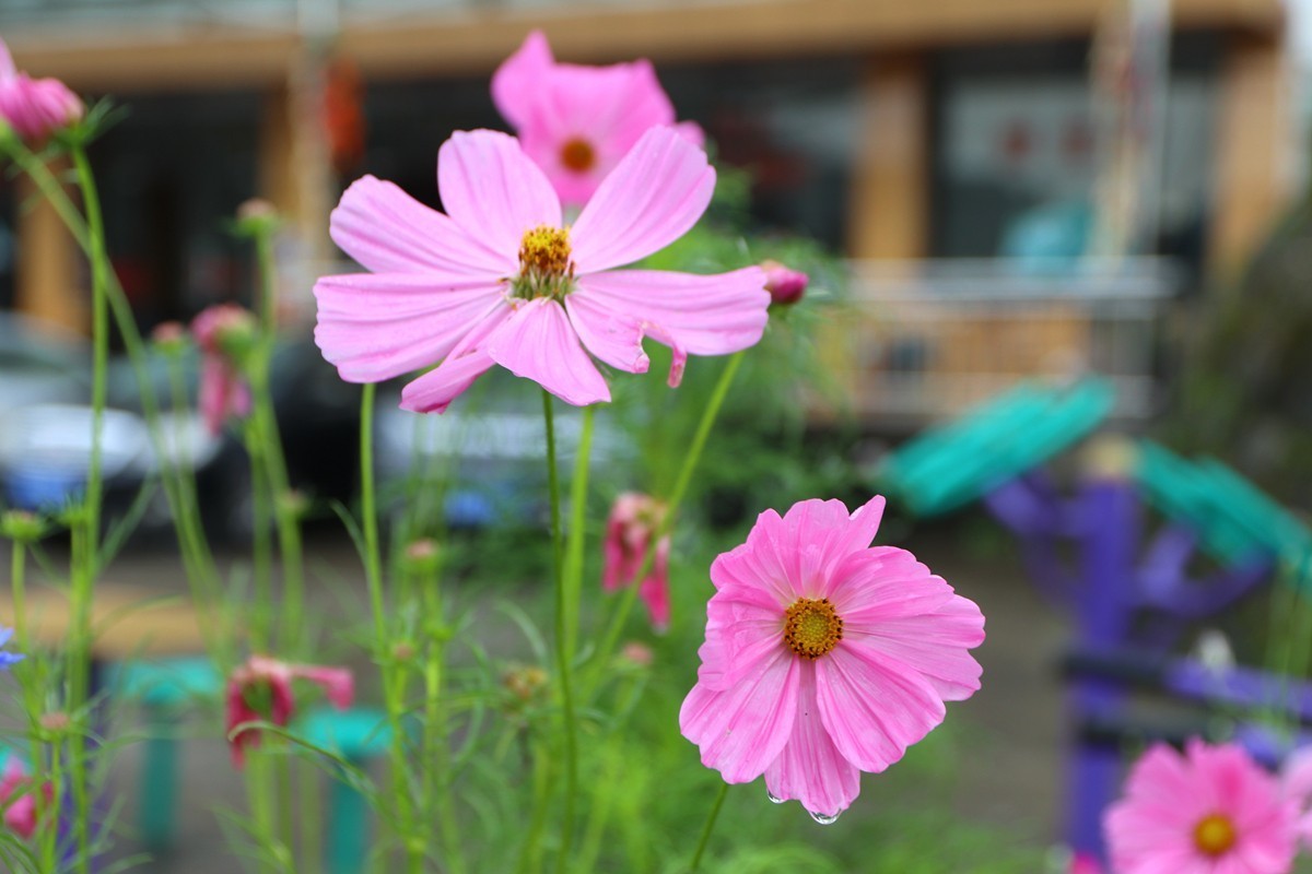 武隆赵家乡 避暑纳凉 （一）