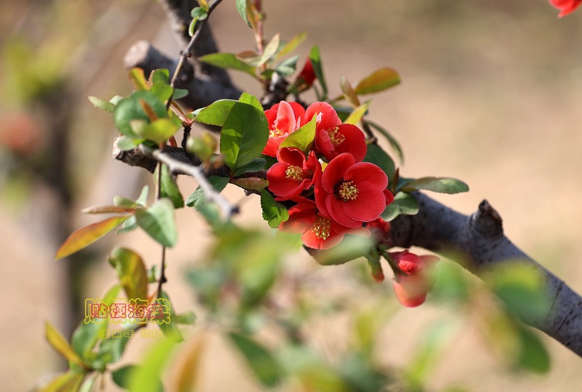 贴梗海棠 14【2023-0118】