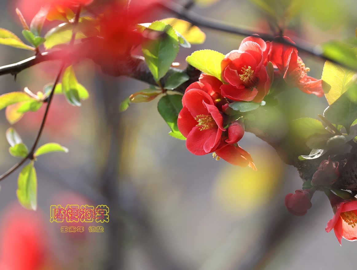 贴梗海棠 14【2023-0118】