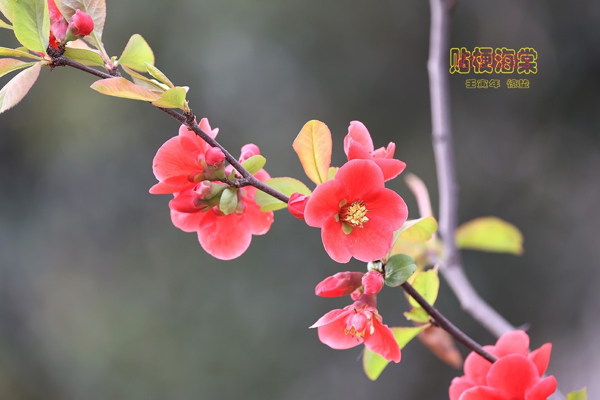 贴梗海棠 14【2023-0118】