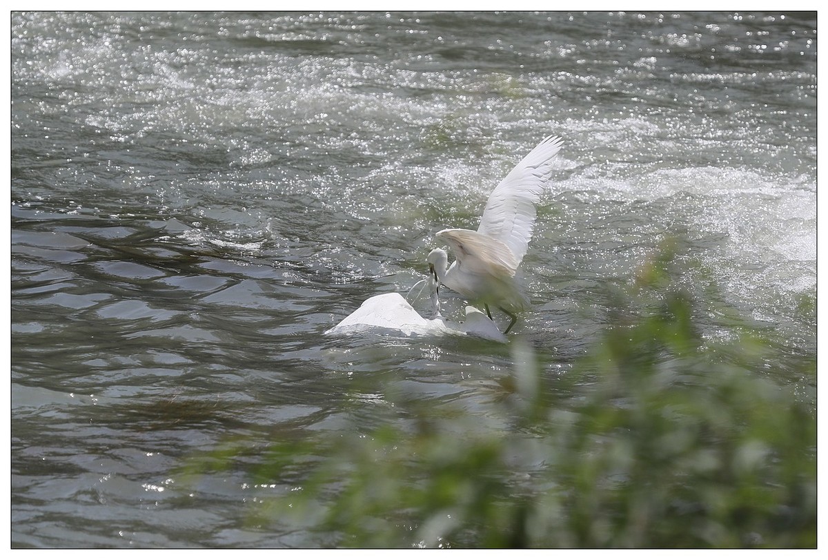 为了争夺食源地，打起架来互不让（十四）
