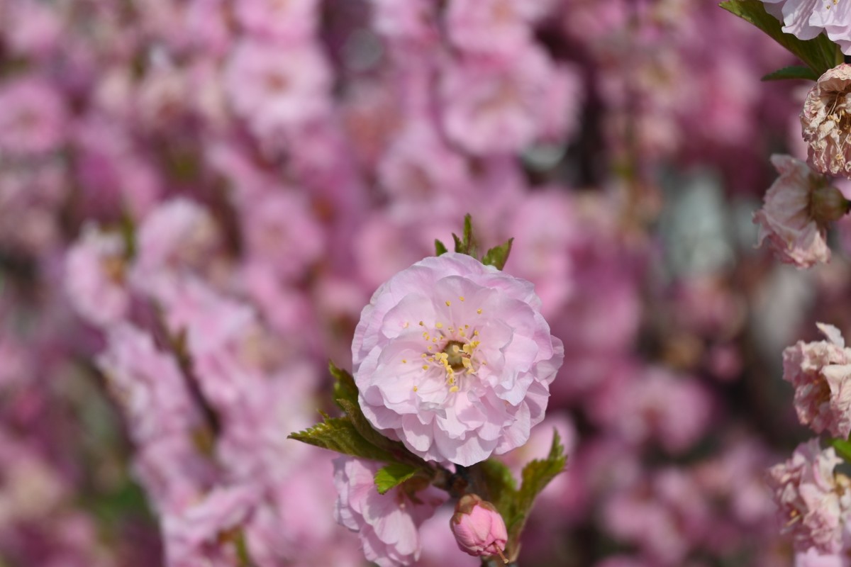 随拍花花