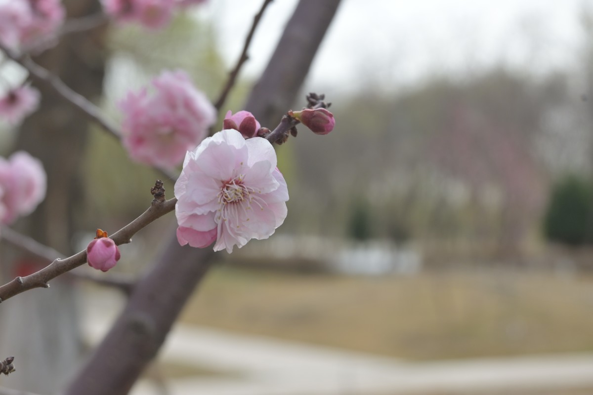 随拍花卉