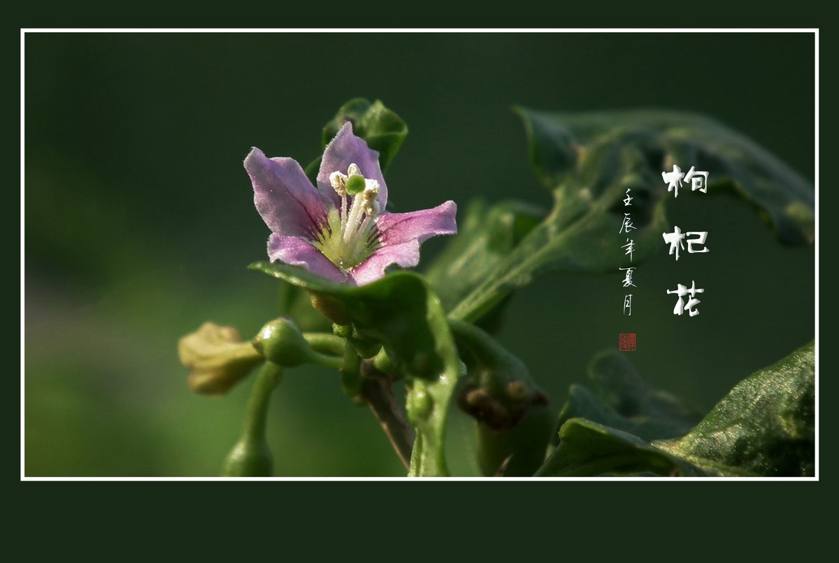 漂亮的小花艳丽的果-枸杞花果