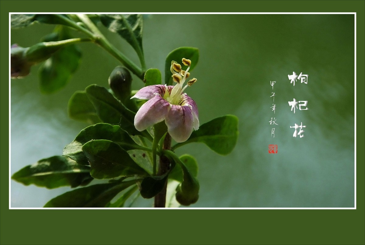 漂亮的小花艳丽的果-枸杞花果