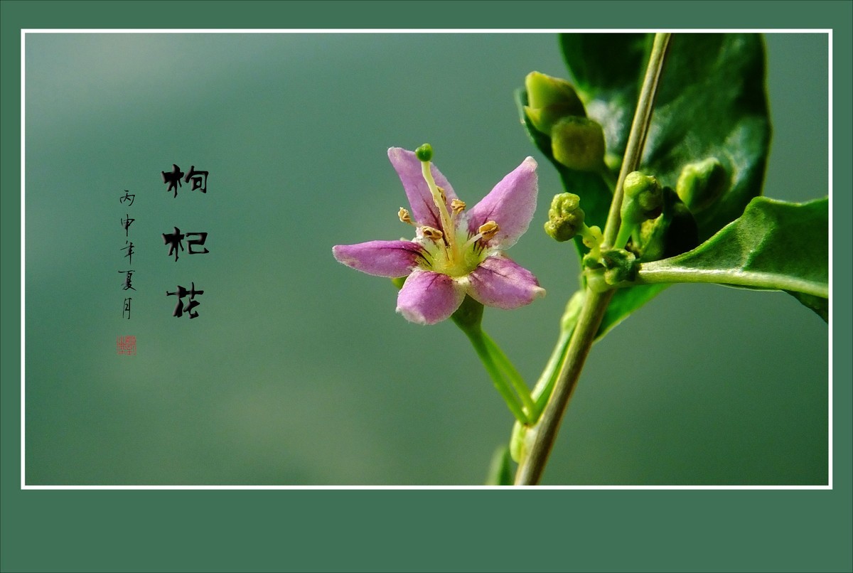 漂亮的小花艳丽的果-枸杞花果