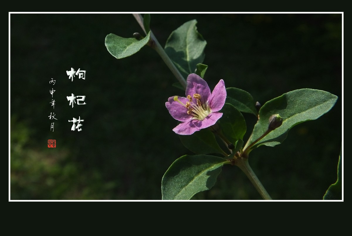 漂亮的小花艳丽的果-枸杞花果