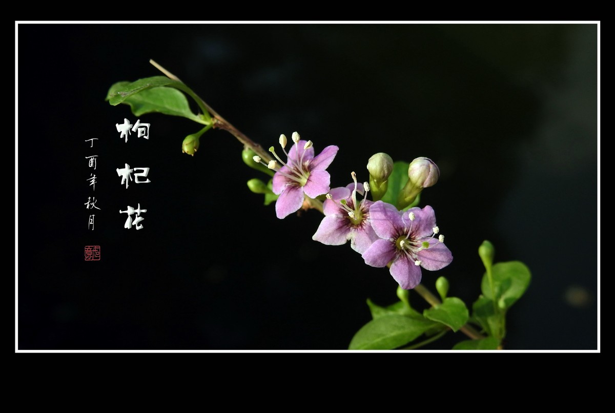 漂亮的小花艳丽的果-枸杞花果