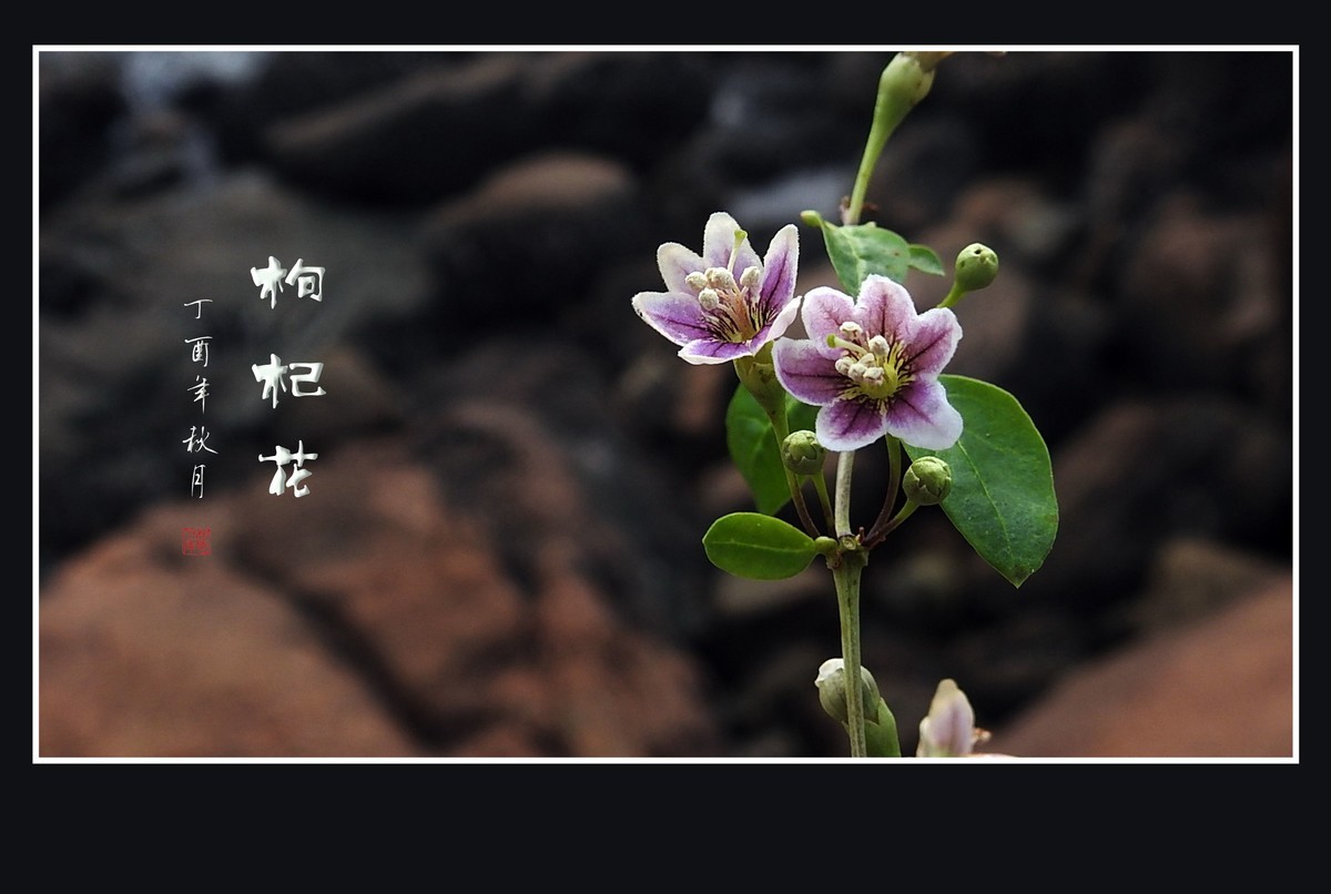 漂亮的小花艳丽的果-枸杞花果