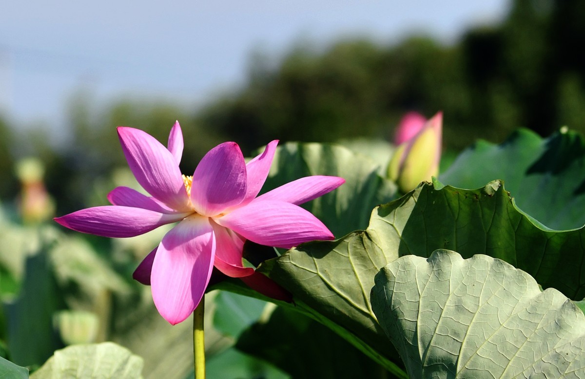 尼克尔70/200镜头习拍荷花