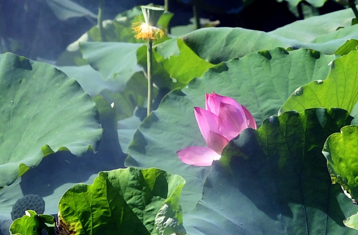 尼克尔70/200镜头习拍荷花