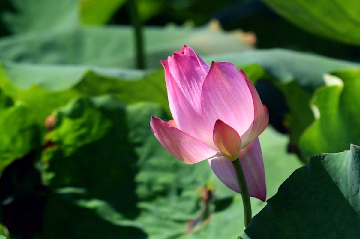 尼克尔70/200镜头习拍荷花