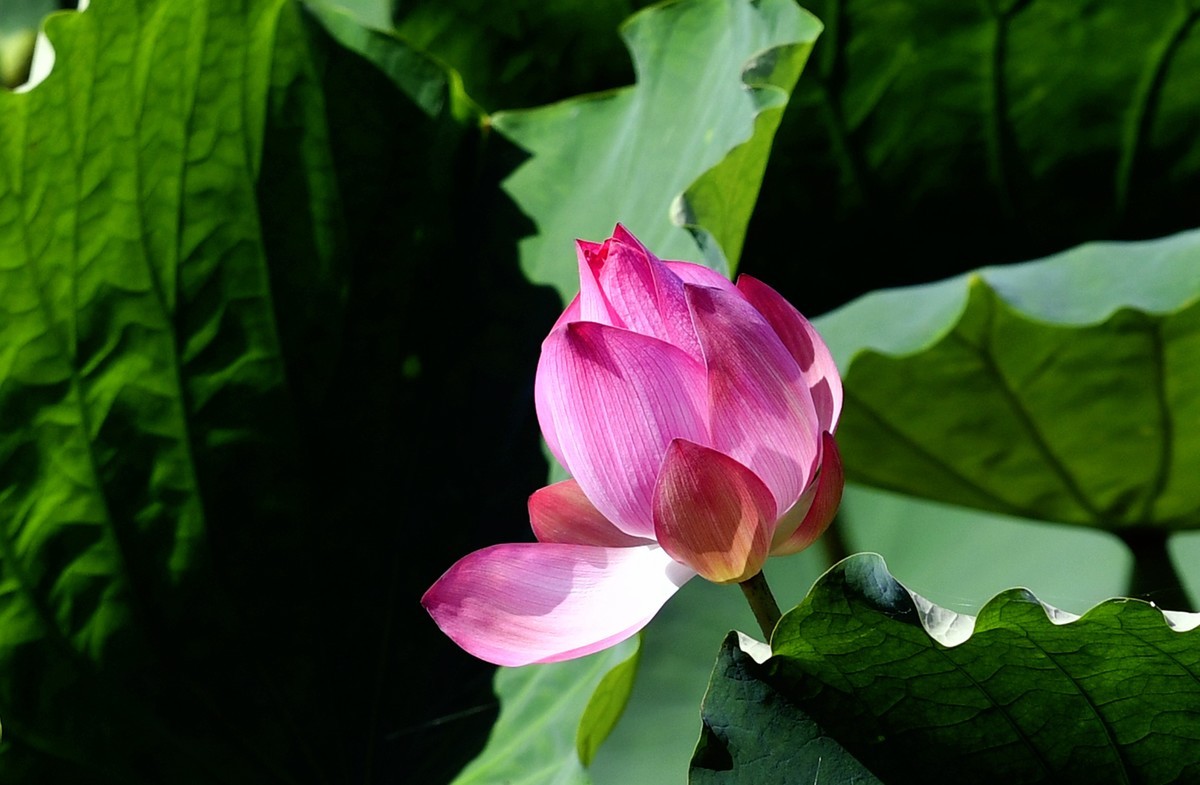 尼克尔70/200镜头习拍荷花