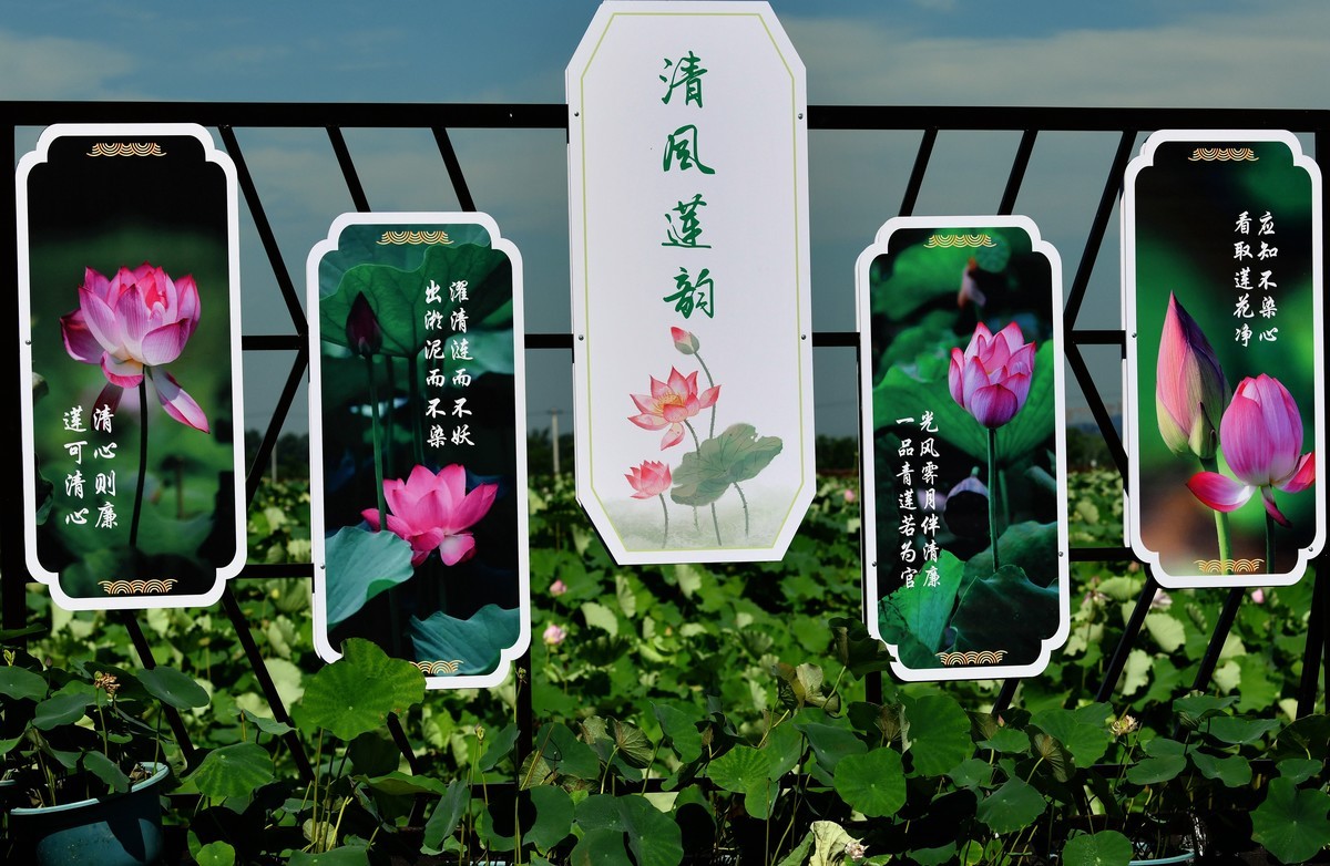 尼克尔70/200镜头习拍荷花