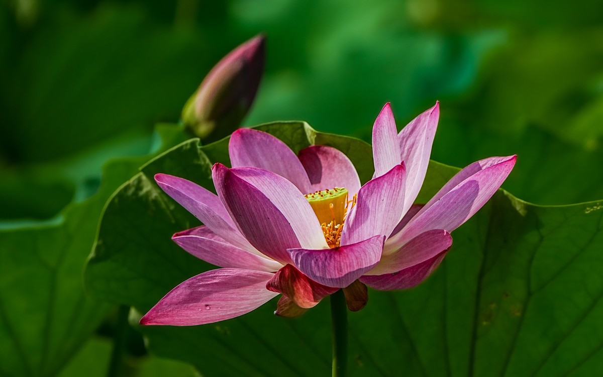 夏日玉渊潭20240630 《20》