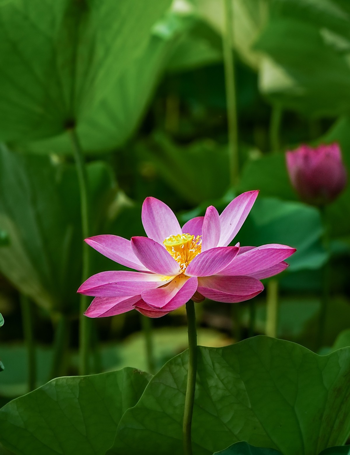 夏日玉渊潭20240630 《20》