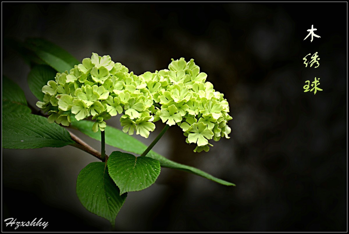 木绣球（2024226）