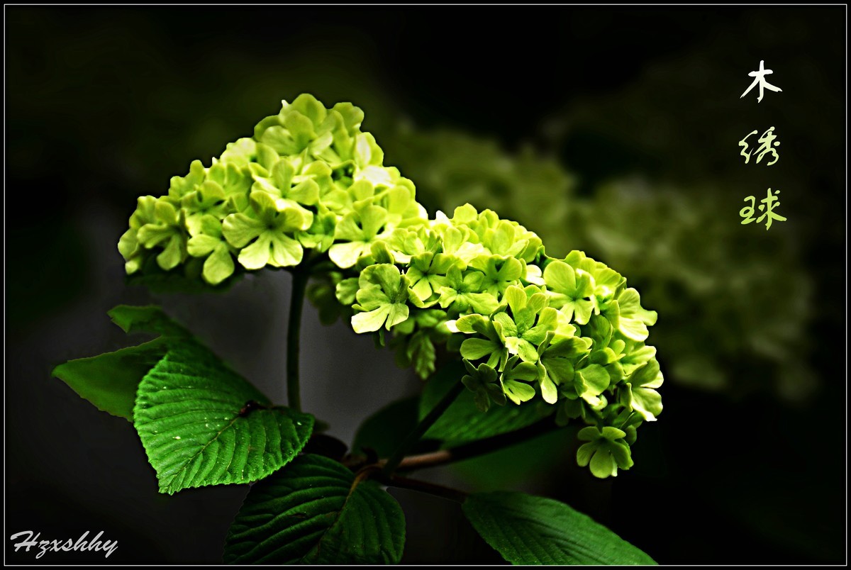 木绣球（2024226）