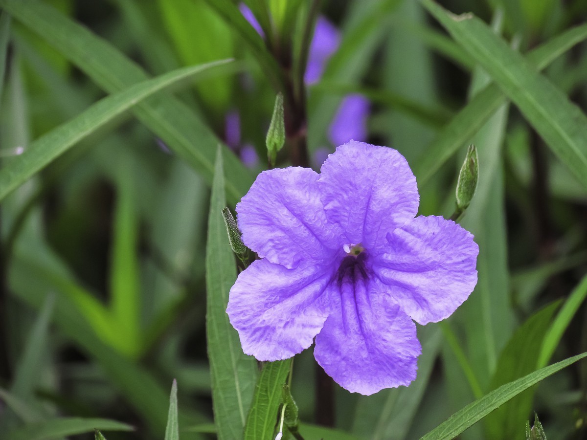 藍花草