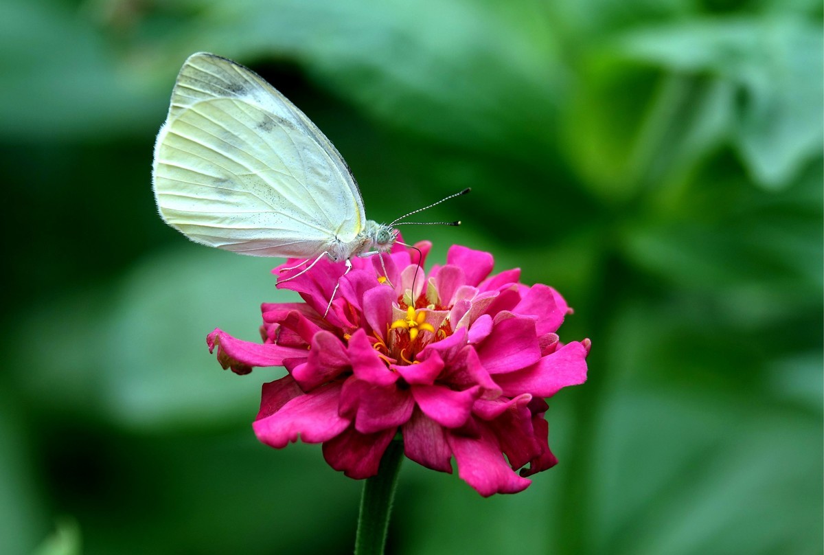 百日菊上的粉蝶
