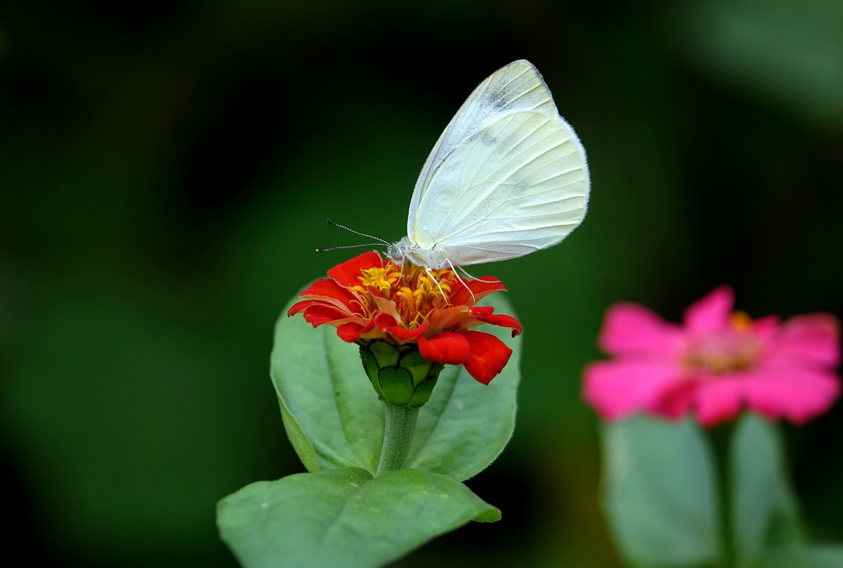 百日菊上的粉蝶