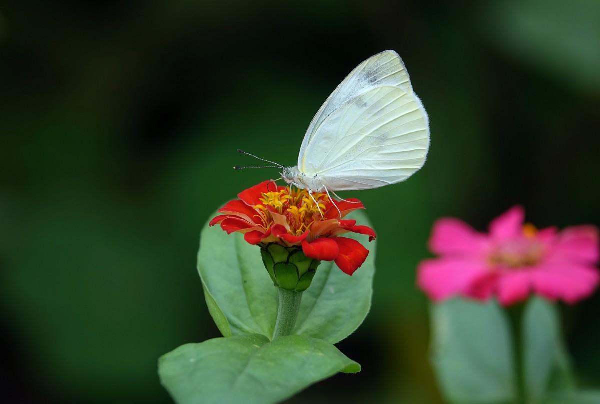 百日菊上的粉蝶