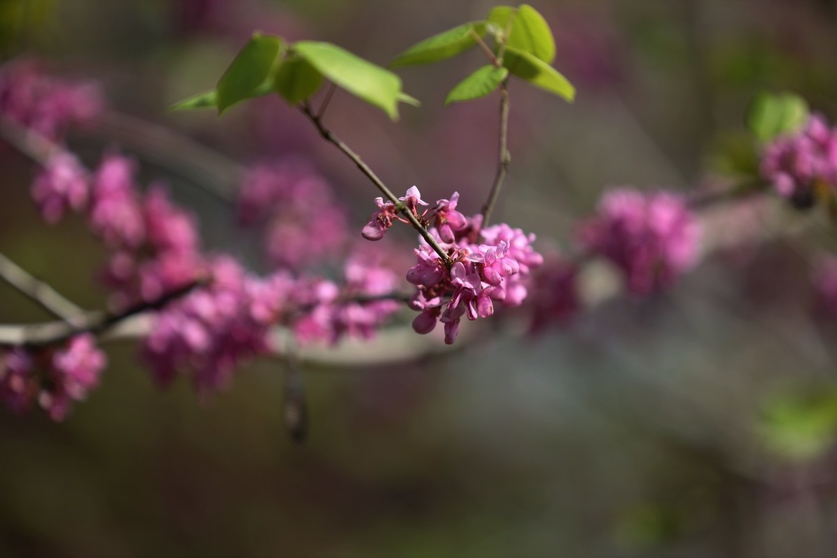 小区里的紫荆花5