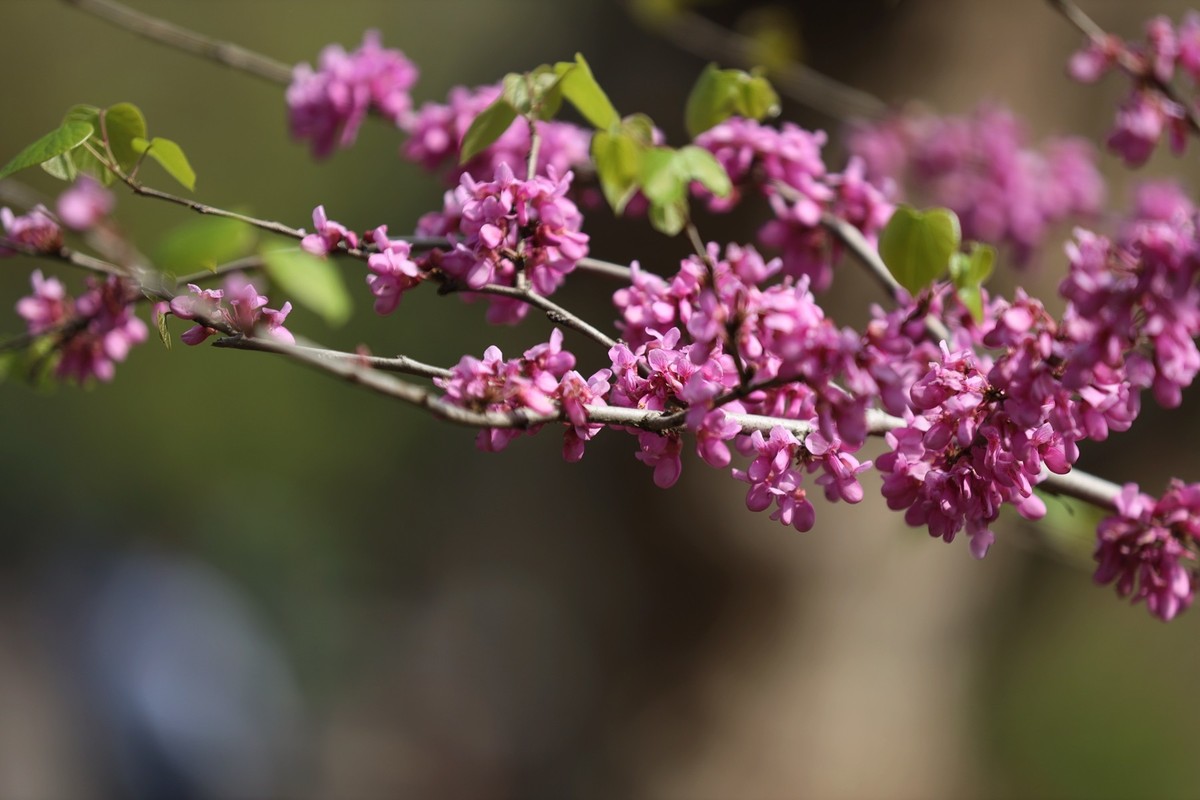 小区里的紫荆花5