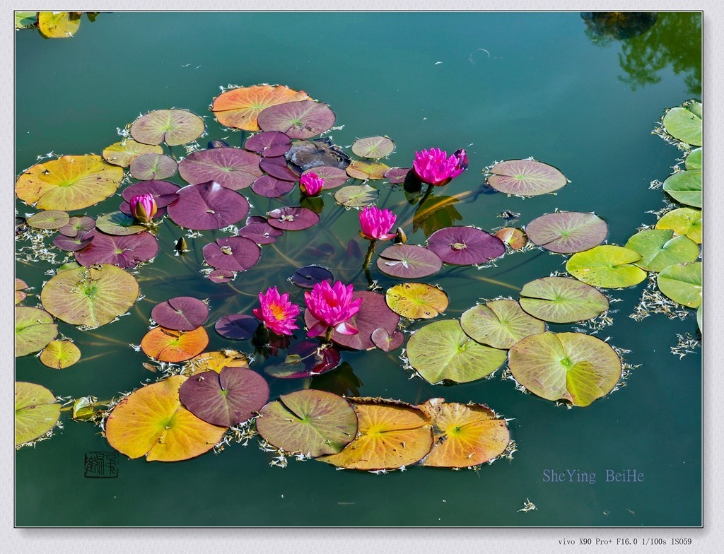 国家植物园看莲花-续