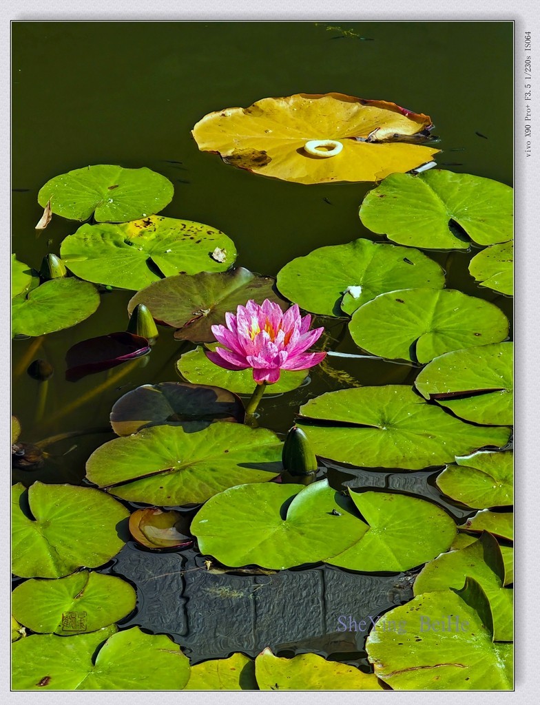 国家植物园看莲花-续