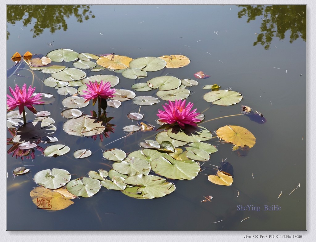国家植物园看莲花-续