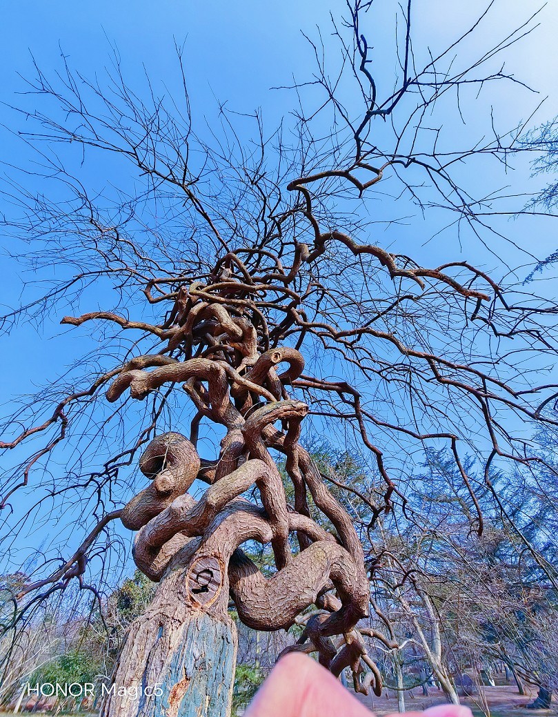 冬季胡拍乱拍扫《冬景就是冬天的景》《干枝烂叶总是情》什么乱七八糟的名字！