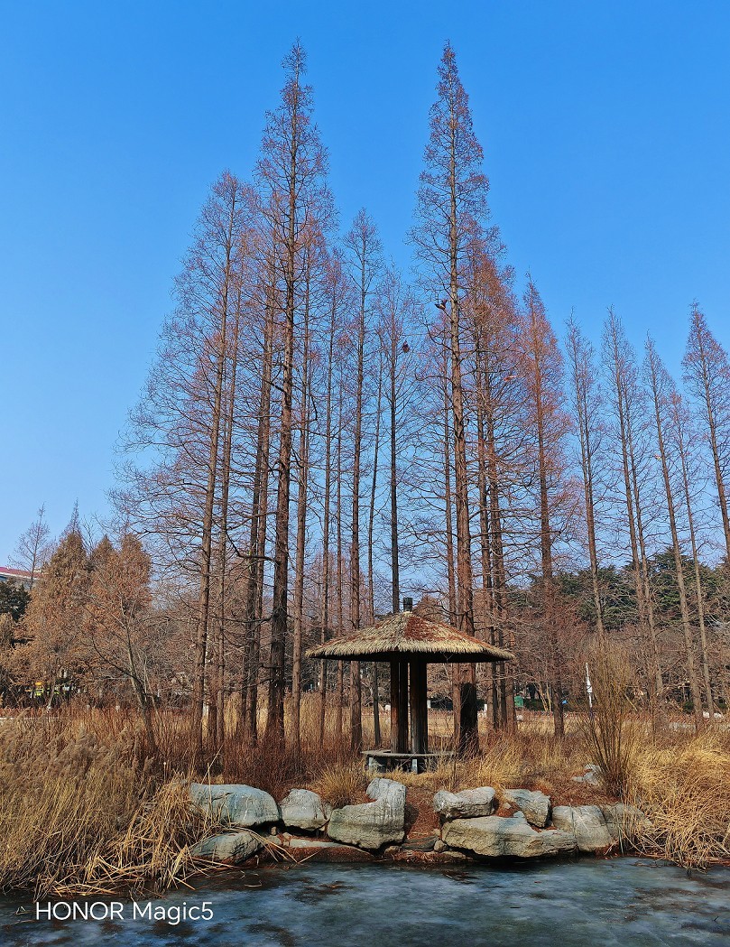 冬季胡拍乱拍扫《冬景就是冬天的景》《干枝烂叶总是情》什么乱七八糟的名字！