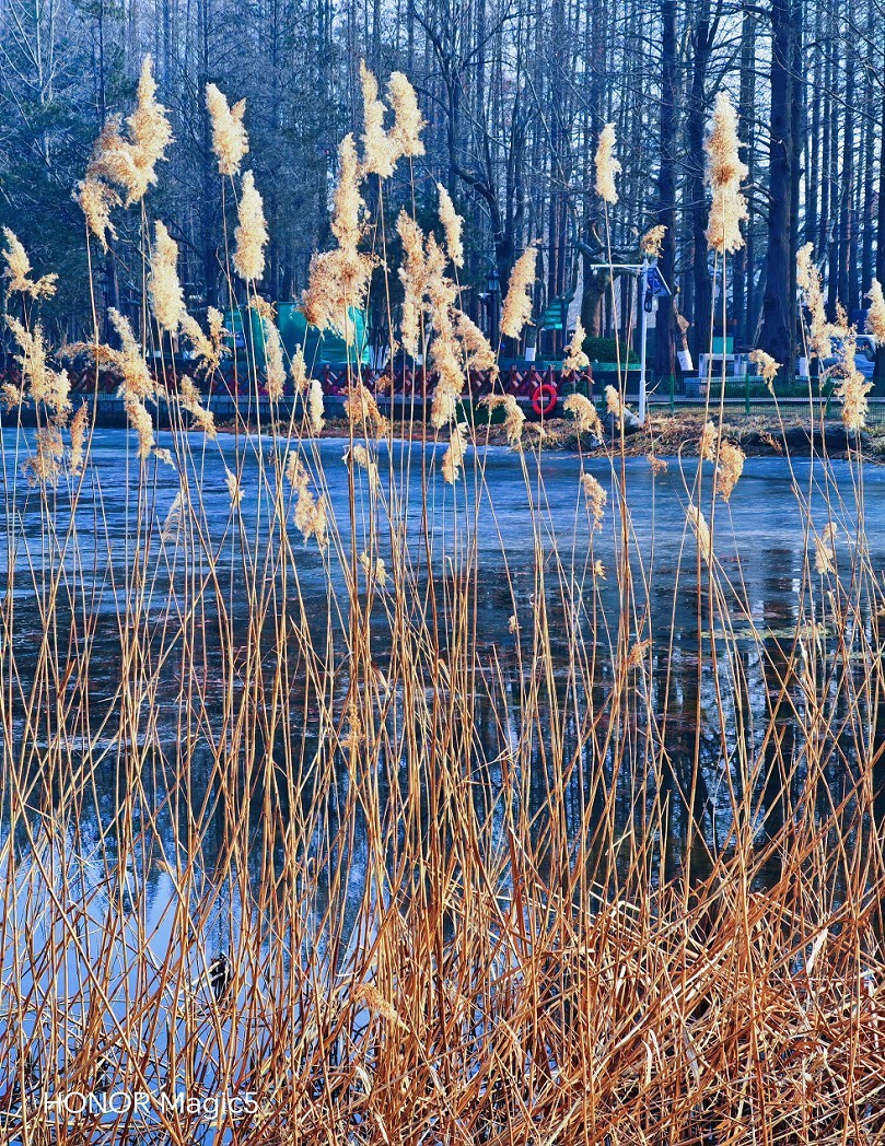 冬季胡拍乱拍扫《冬景就是冬天的景》《干枝烂叶总是情》什么乱七八糟的名字！