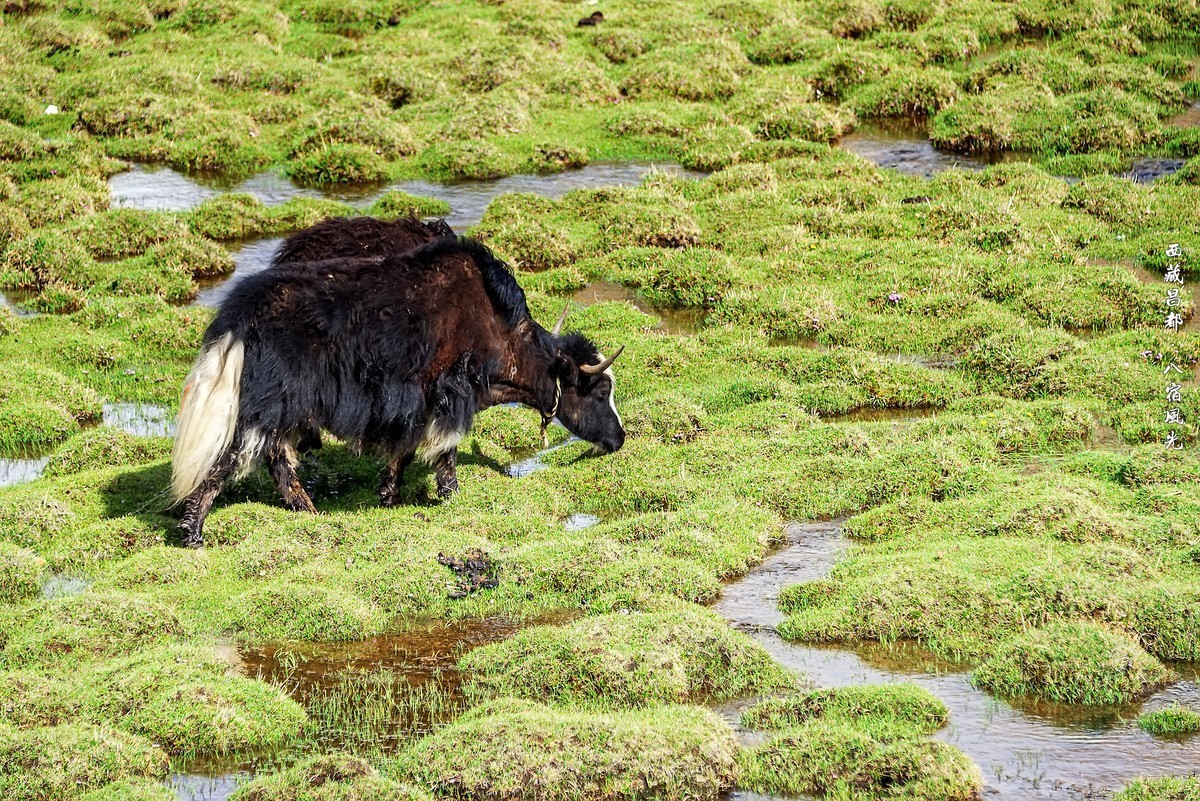 2019.06.进藏回顾 之 《西藏昌都 · 八宿风光》