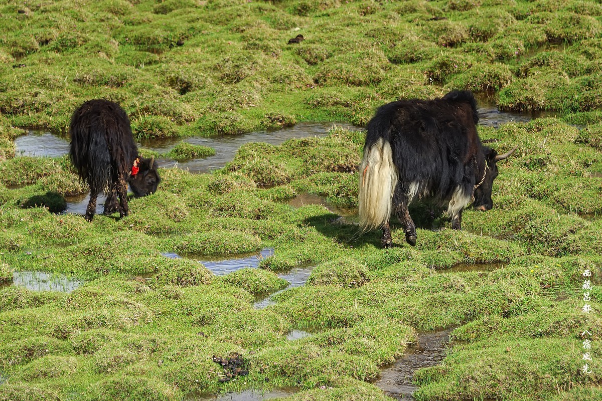 2019.06.进藏回顾 之 《西藏昌都 · 八宿风光》