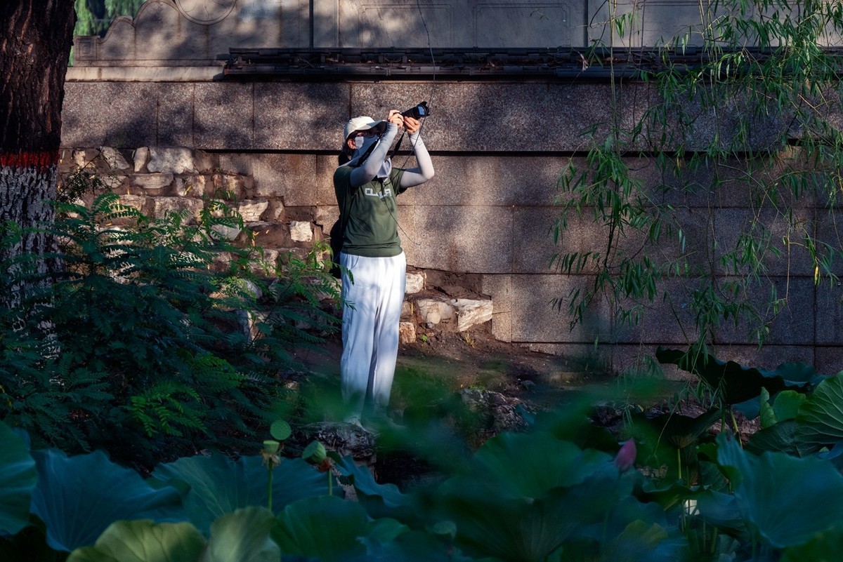 荷花飘香系列图片(17)荷塘留影