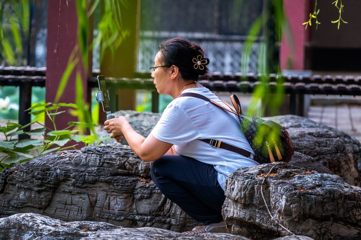 荷花飘香系列图片(17)荷塘留影